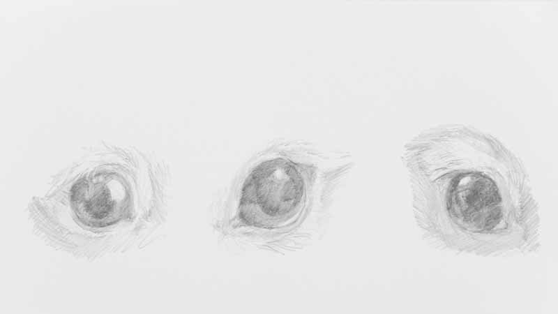 うさぎさんの瞳を描きましょう 連載13回 木彫りうさぎのパパ ティムのブログ