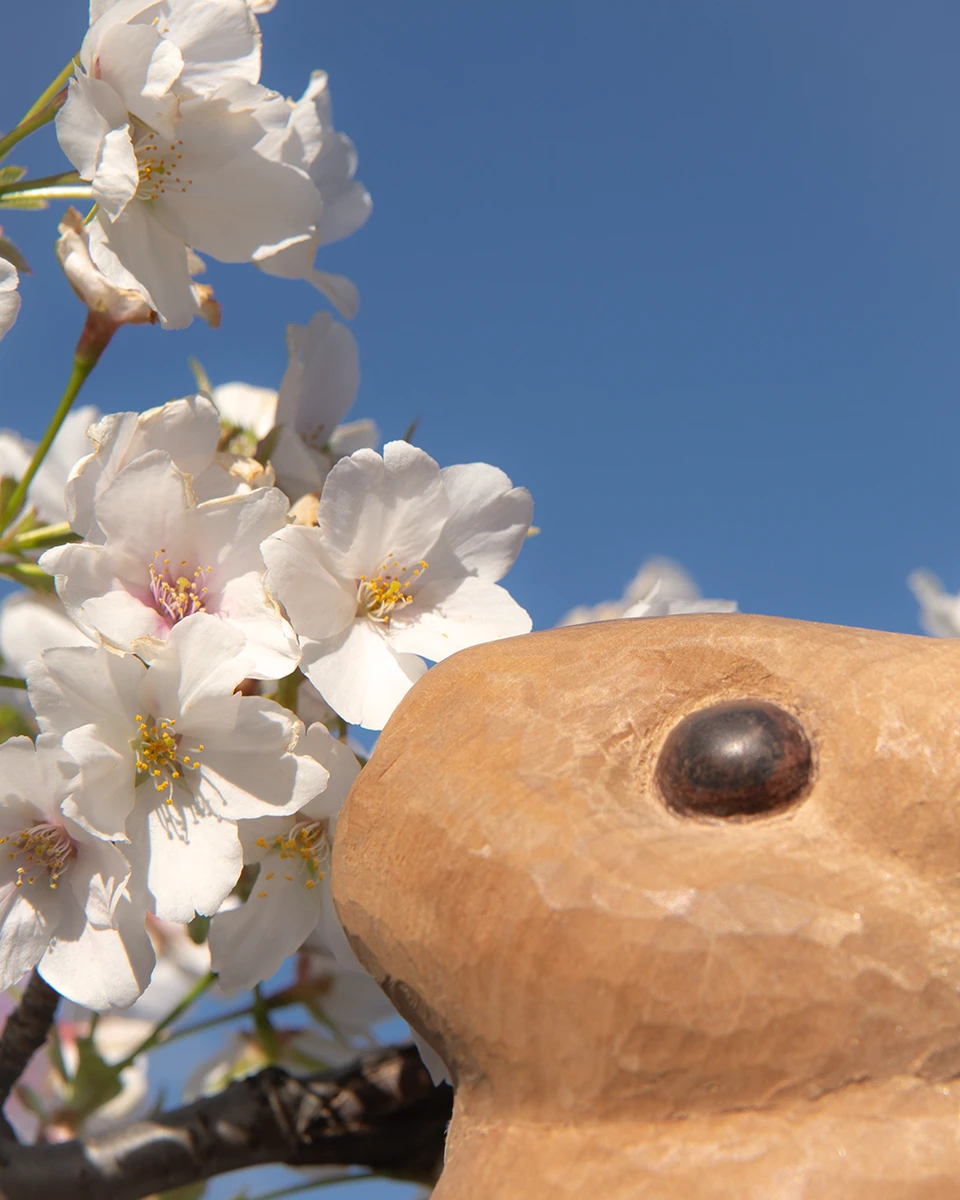 暮らしの中の作品　お花見の思い出