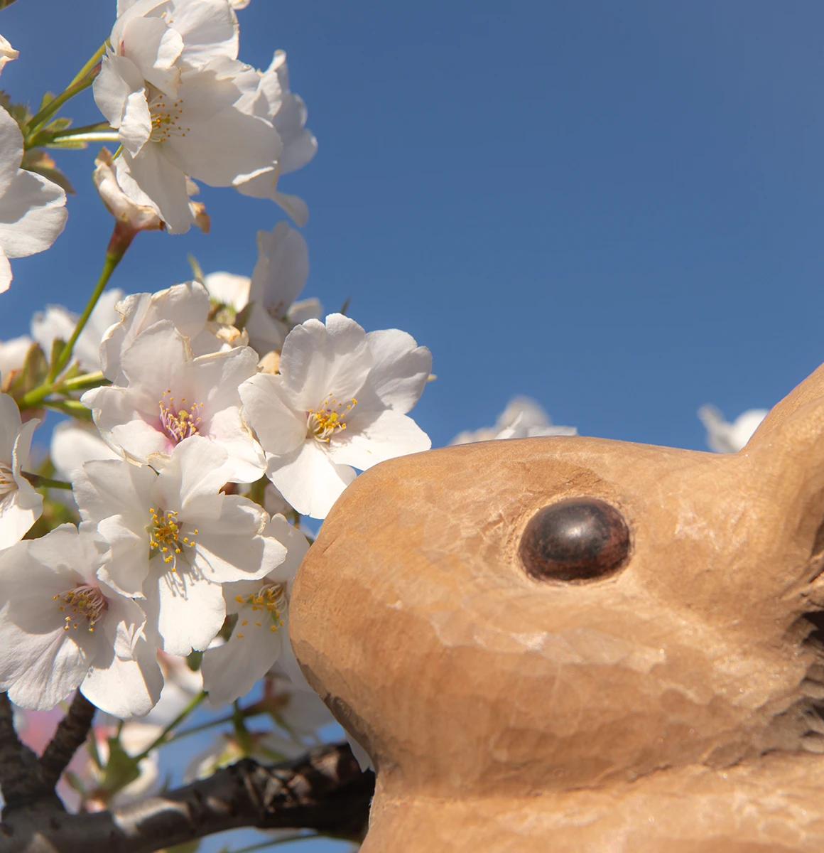 暮らしの中の作品　桜