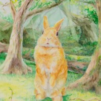 森のうさぎさん 森のうさぎさん